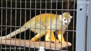 squirrel monkey